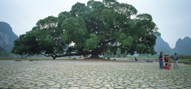 Monumental Trees